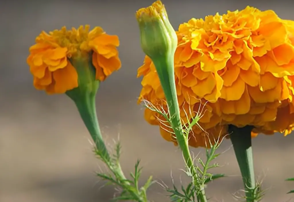 Where to Plant Marigolds