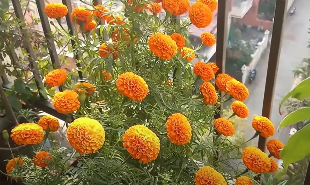 What should you not plant next to marigolds?