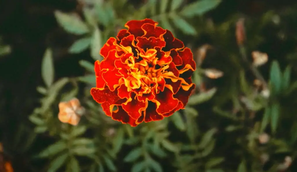 Where Should You Plant Marigolds?