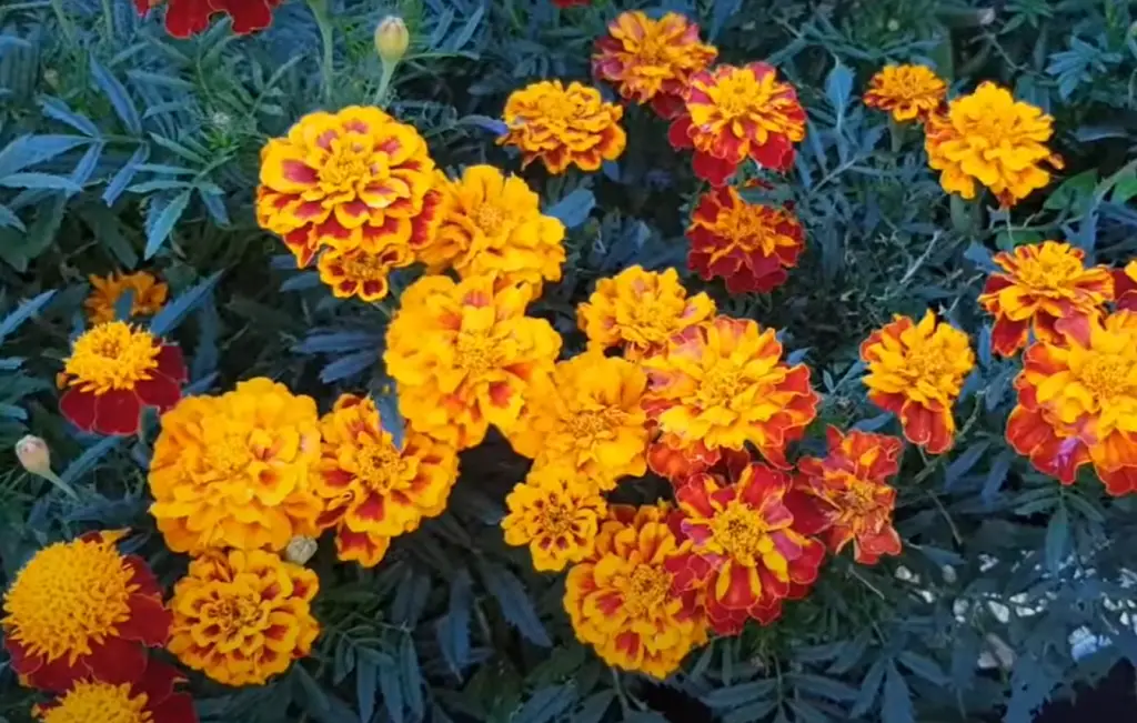 Are marigolds edible?