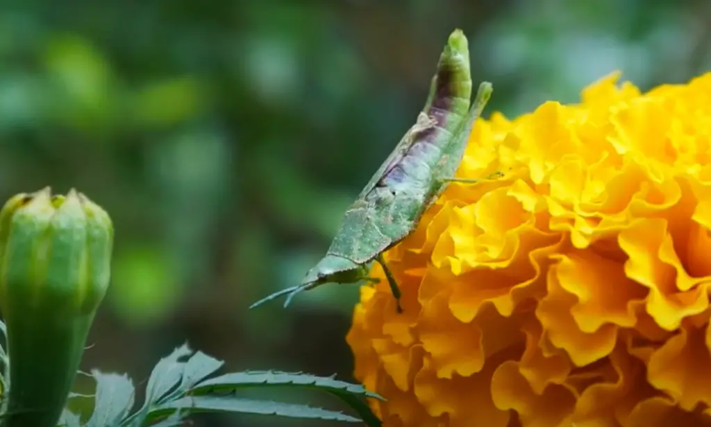 Why do marigolds bloom in the summer?