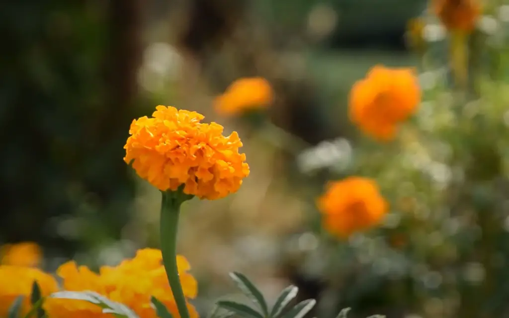 Are there any other tips for growing marigolds?