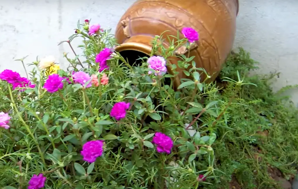 What should I do if my moss rose stops blooming?