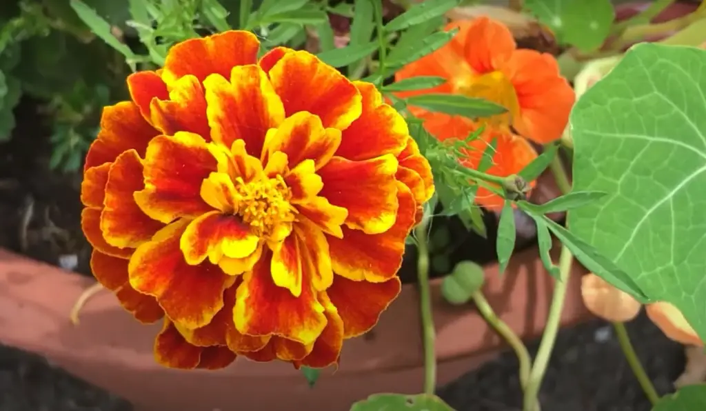 Are nasturtiums good for containers?