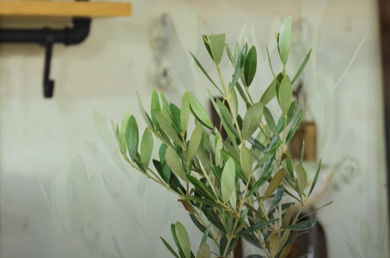 Olive Tree Losing Leaves How to Fix? GardenProfy