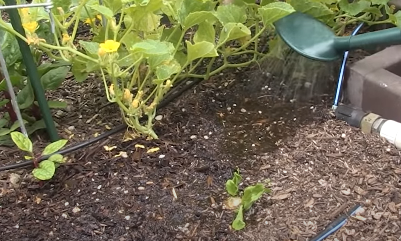Overwatered Cucumber Plant What to Do? GardenProfy