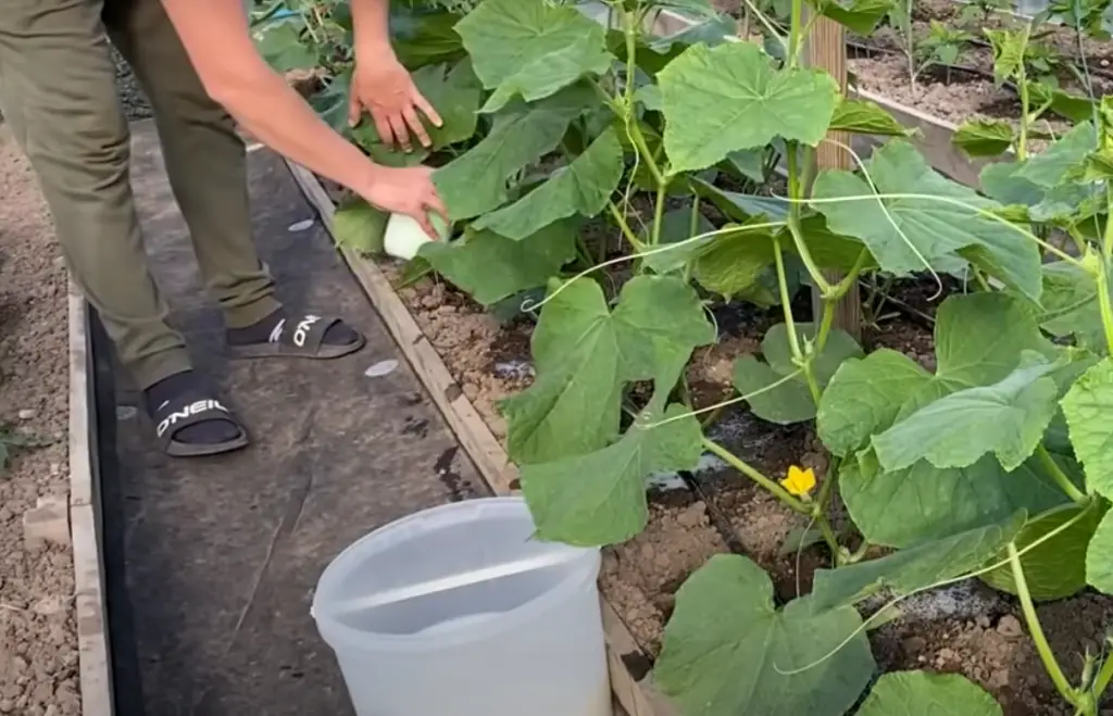 Can You Keep Cucumber Water Overnight?