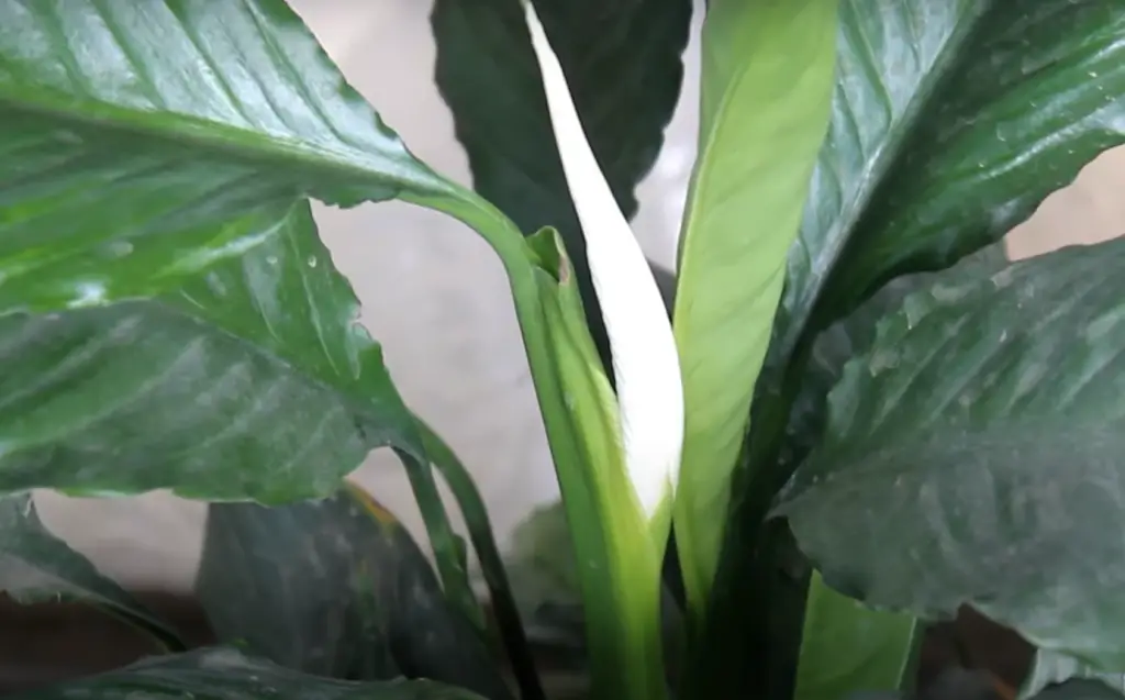 Signs of Overwatered Peace Lily Vs Under Watered Peace Lily