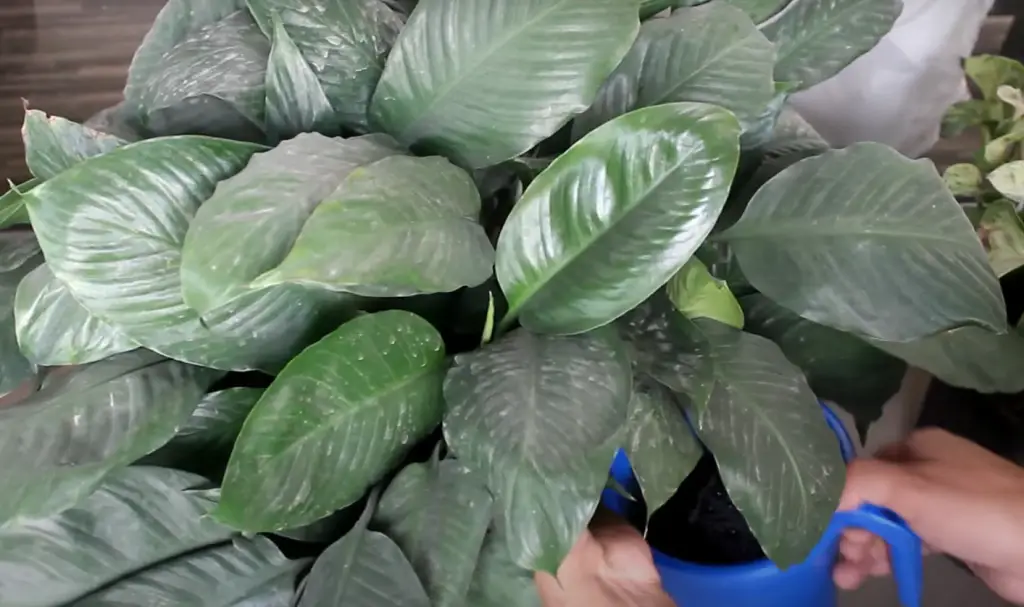 How to Water Your Peace lily?