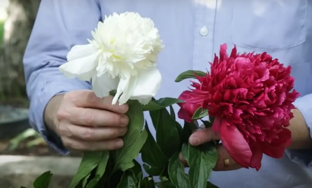 What Is A Natural Fertilizer For Peonies?