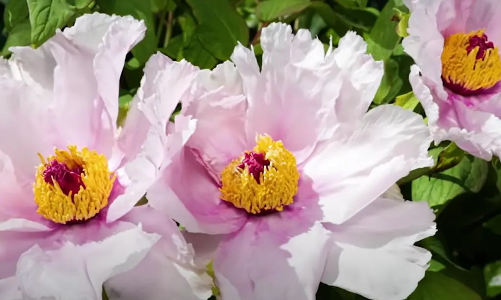 What Do Overwatered Peonies Look Like?