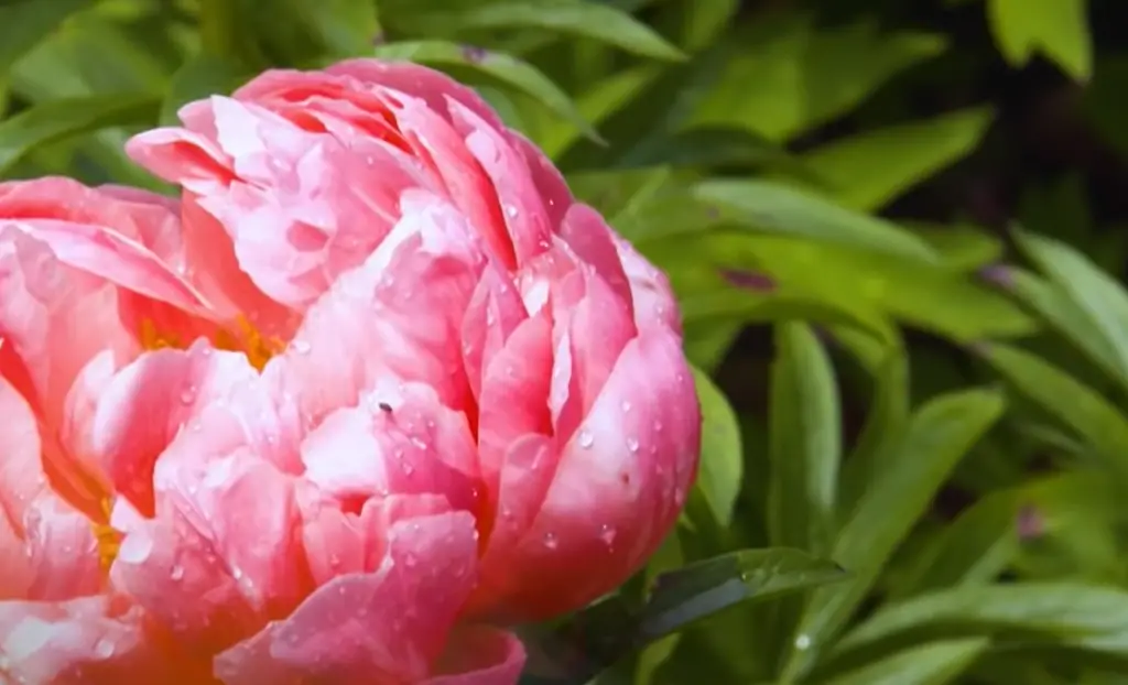 Do Peonies Like Hot Or Cold Water?