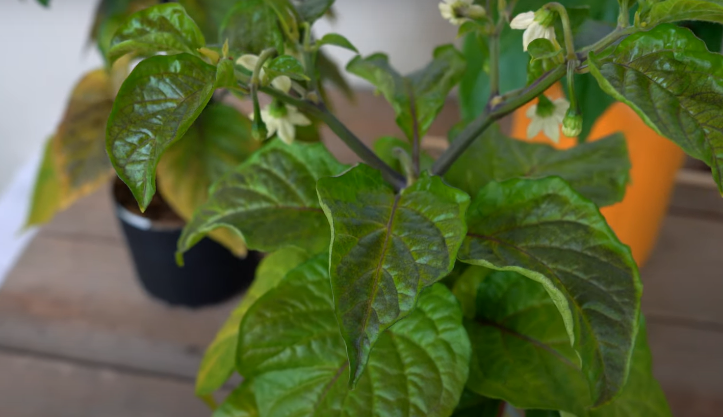 Pepper Plant Leaves Turning Yellow What to Do? GardenProfy