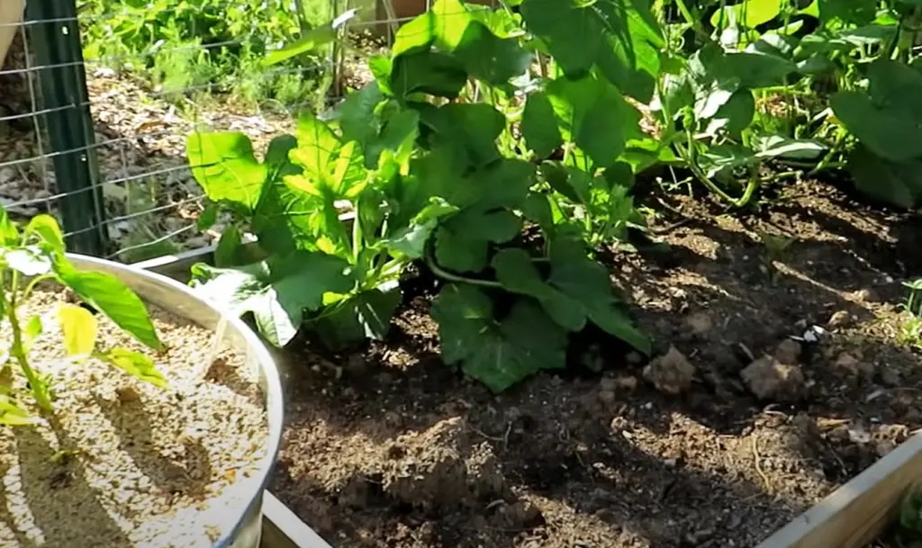 How Often Do You Water Pepper Plants?