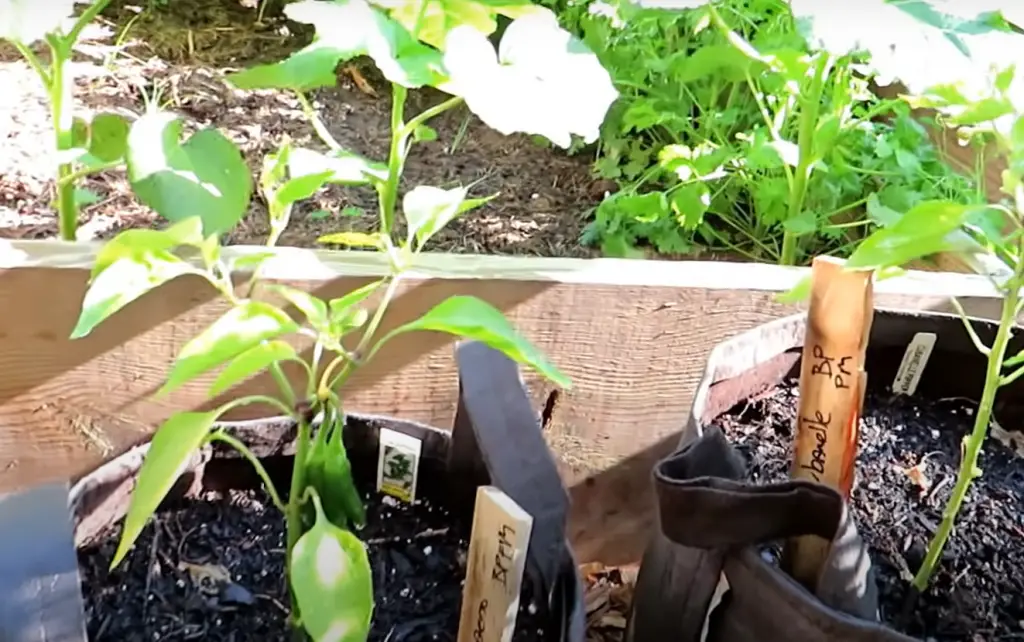 How Do You Trim Pepper Plants?