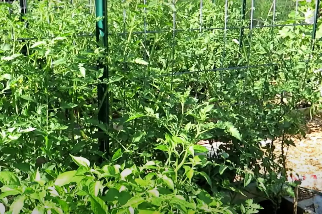 Will yellow pepper leaves turn green again?