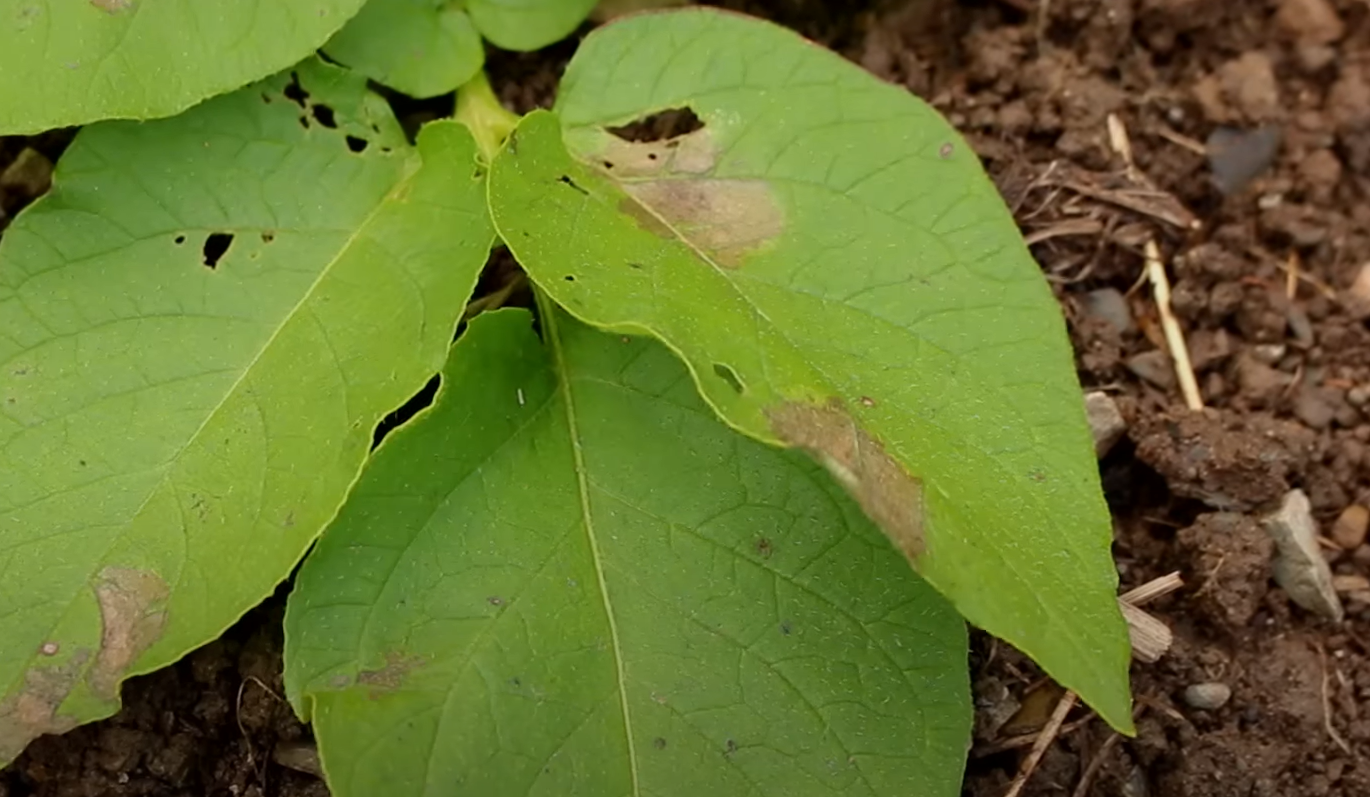 Potato Plant Leaves Turning Yellow How to Fix? GardenProfy