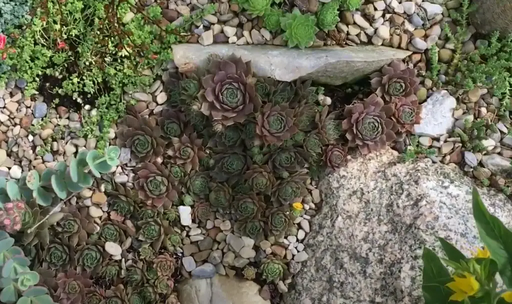 Plant Sedum Along Walkways or Between Stepping Stones