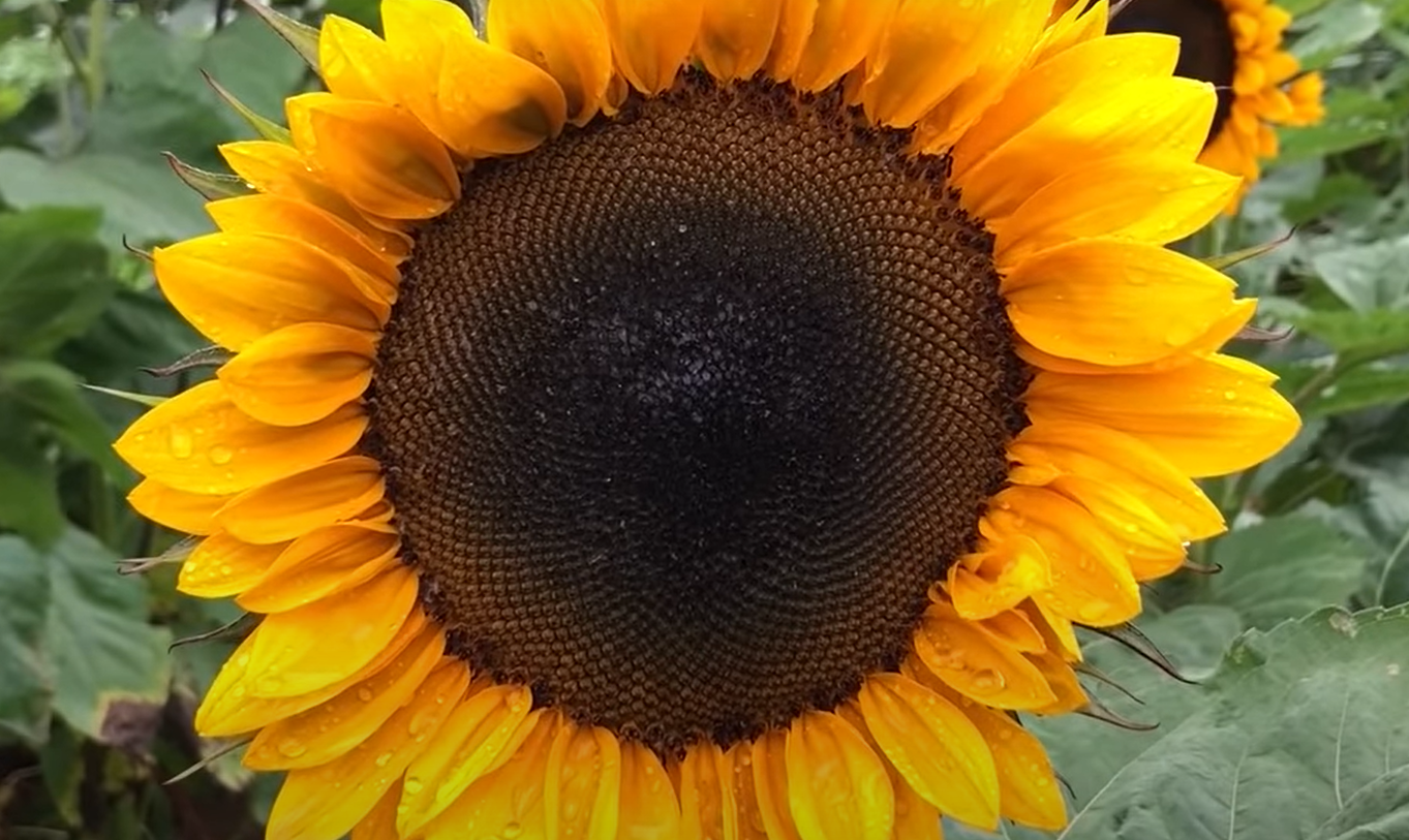 Sunflower Leaves Turning Brown How to Fix? GardenProfy