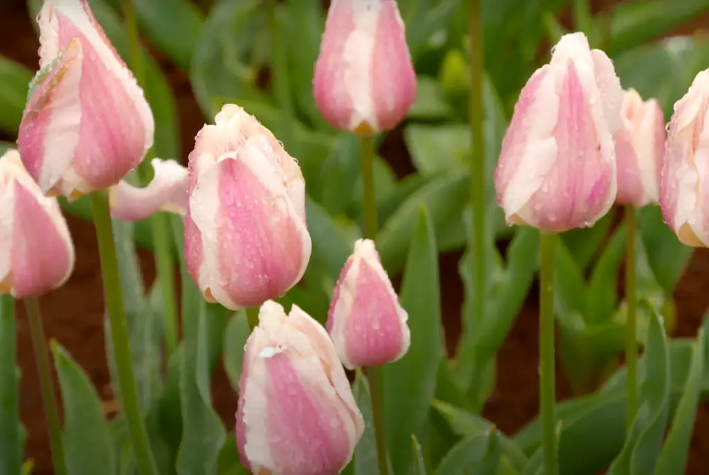 Are there any other garden ideas with tulips?