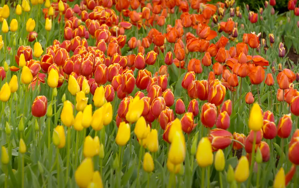 How can I protect my tulips from animals and insects?