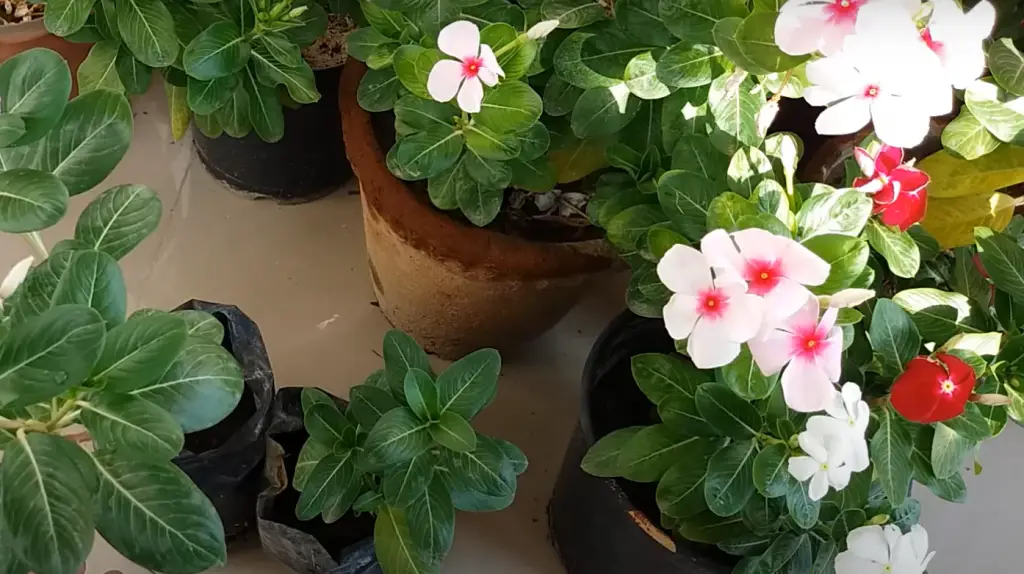 Does vinca need a lot of sunlight?