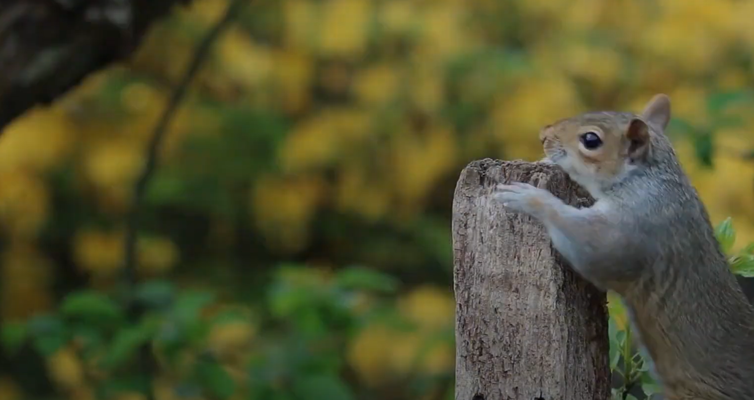 What Animals Eat Wood in the Garden? GardenProfy