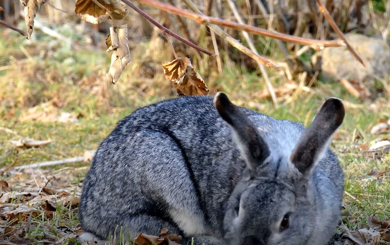 What Animals Eat Wood in the Garden? GardenProfy