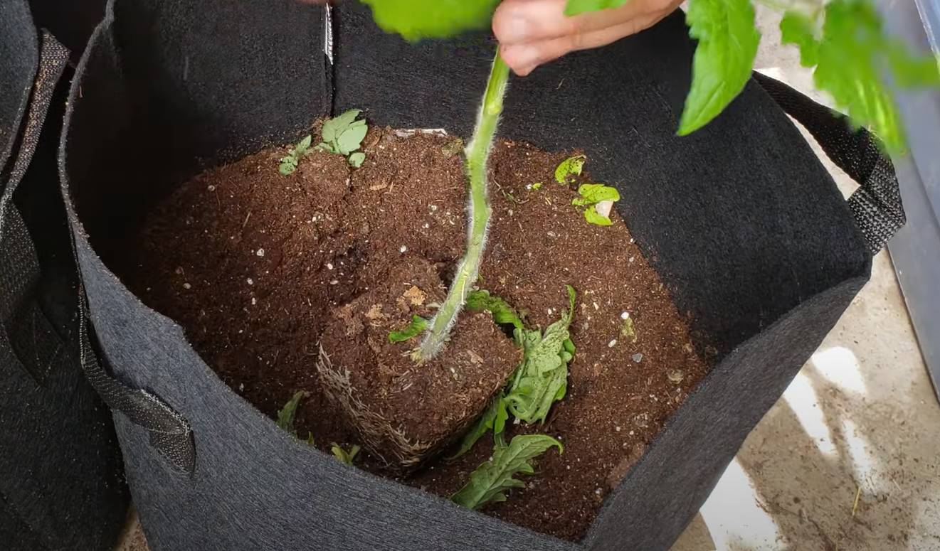 What Size Grow Bag for Tomatoes? GardenProfy
