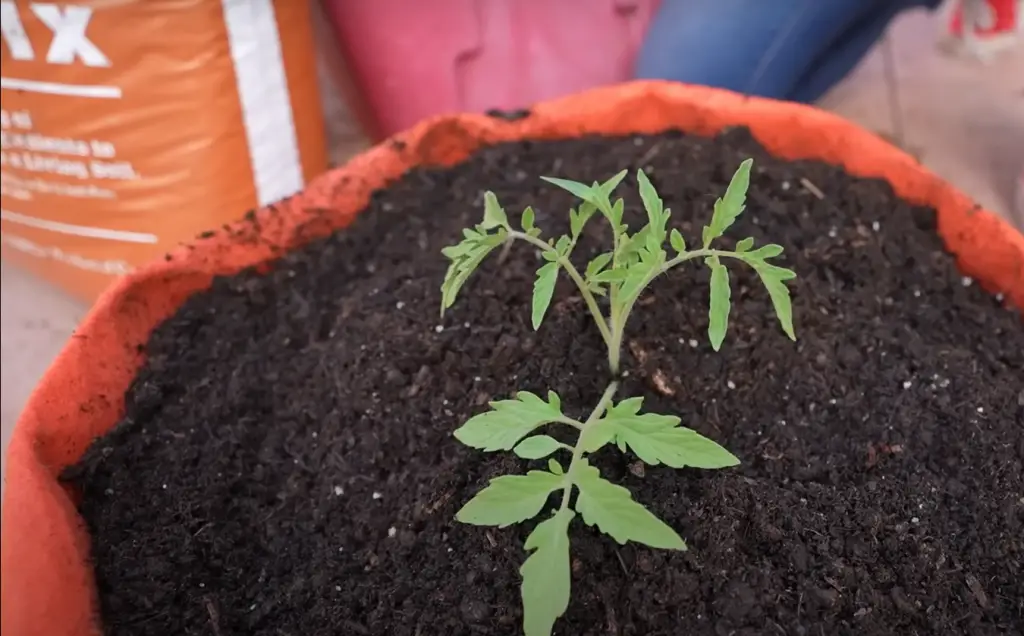 Do I need to provide additional water and drainage capacity for tomatoes grown in a grow bag?