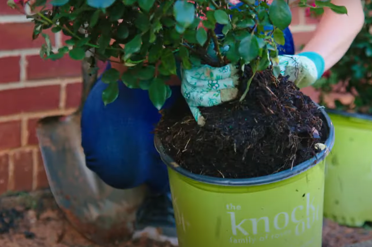 When to Fertilize Knockout Roses? GardenProfy