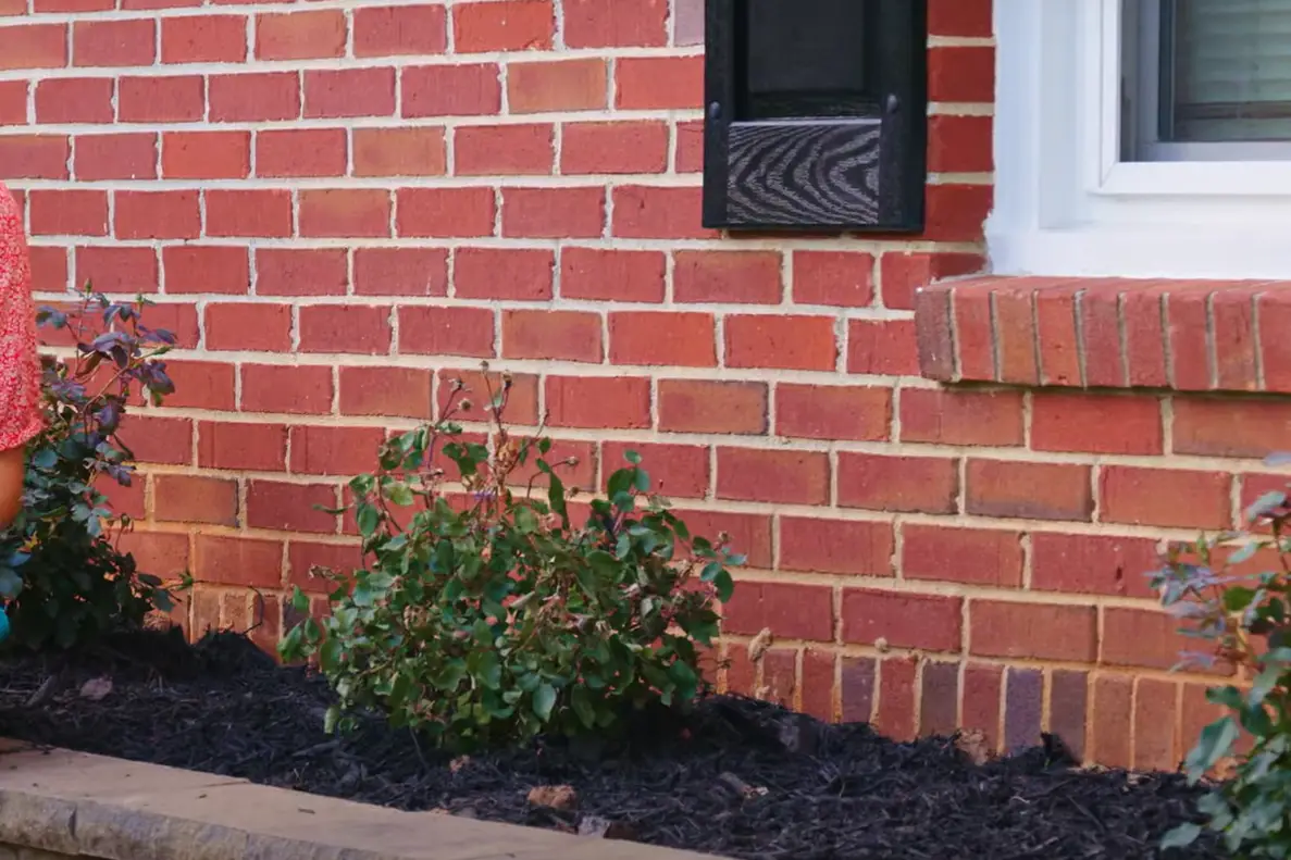 When to Fertilize Knockout Roses? GardenProfy