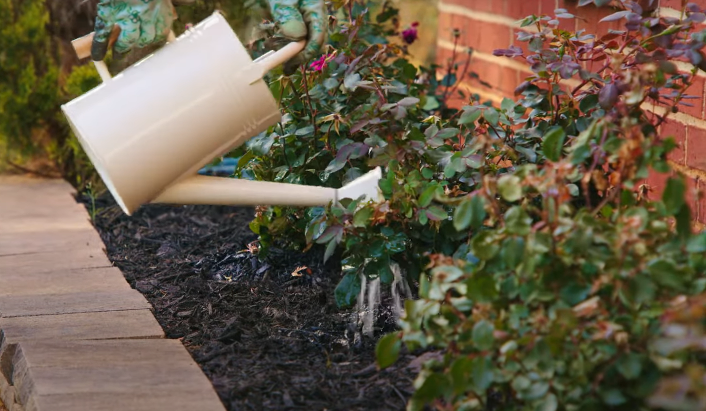 When to Fertilize Knockout Roses? GardenProfy