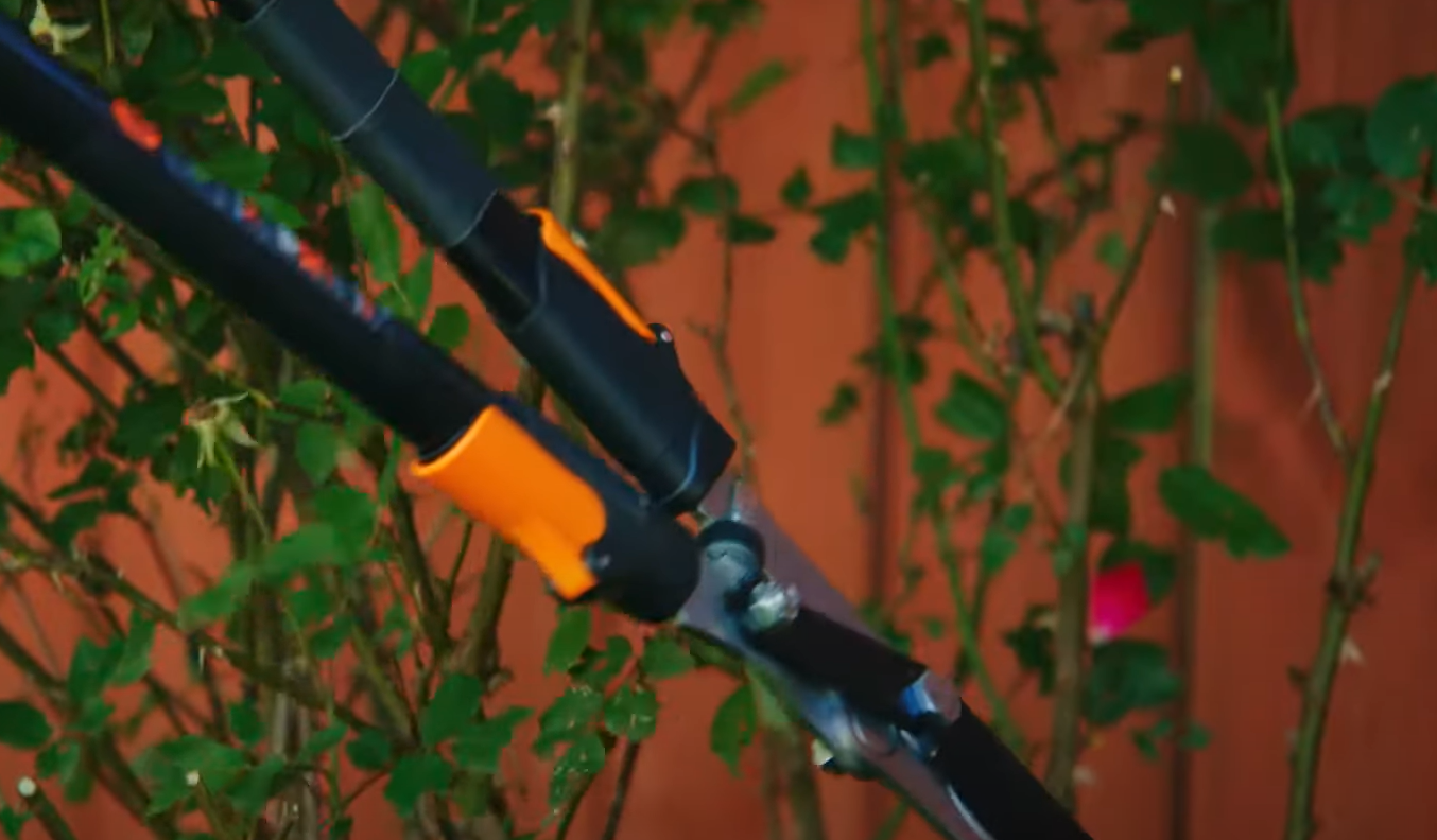 When to Fertilize Knockout Roses? GardenProfy