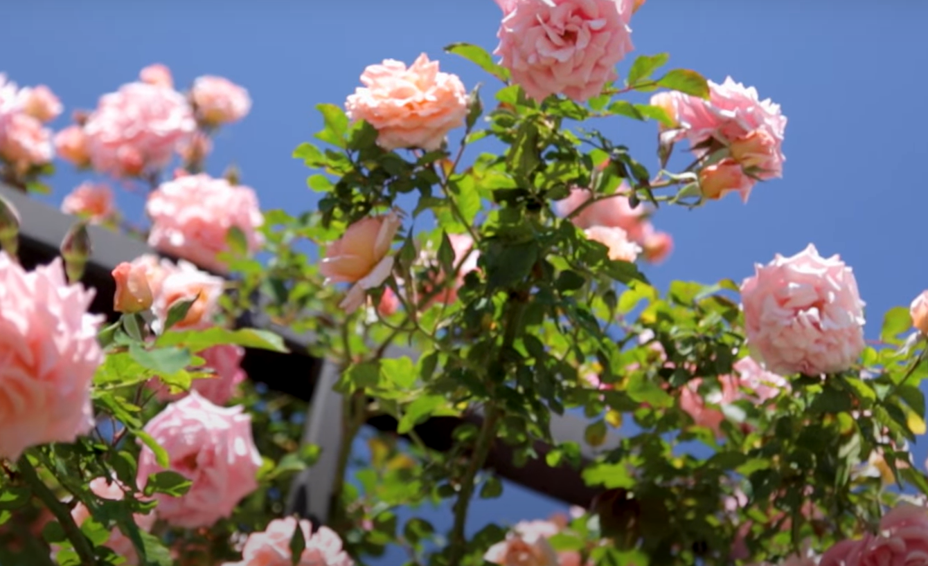 When to Fertilize Knockout Roses? GardenProfy