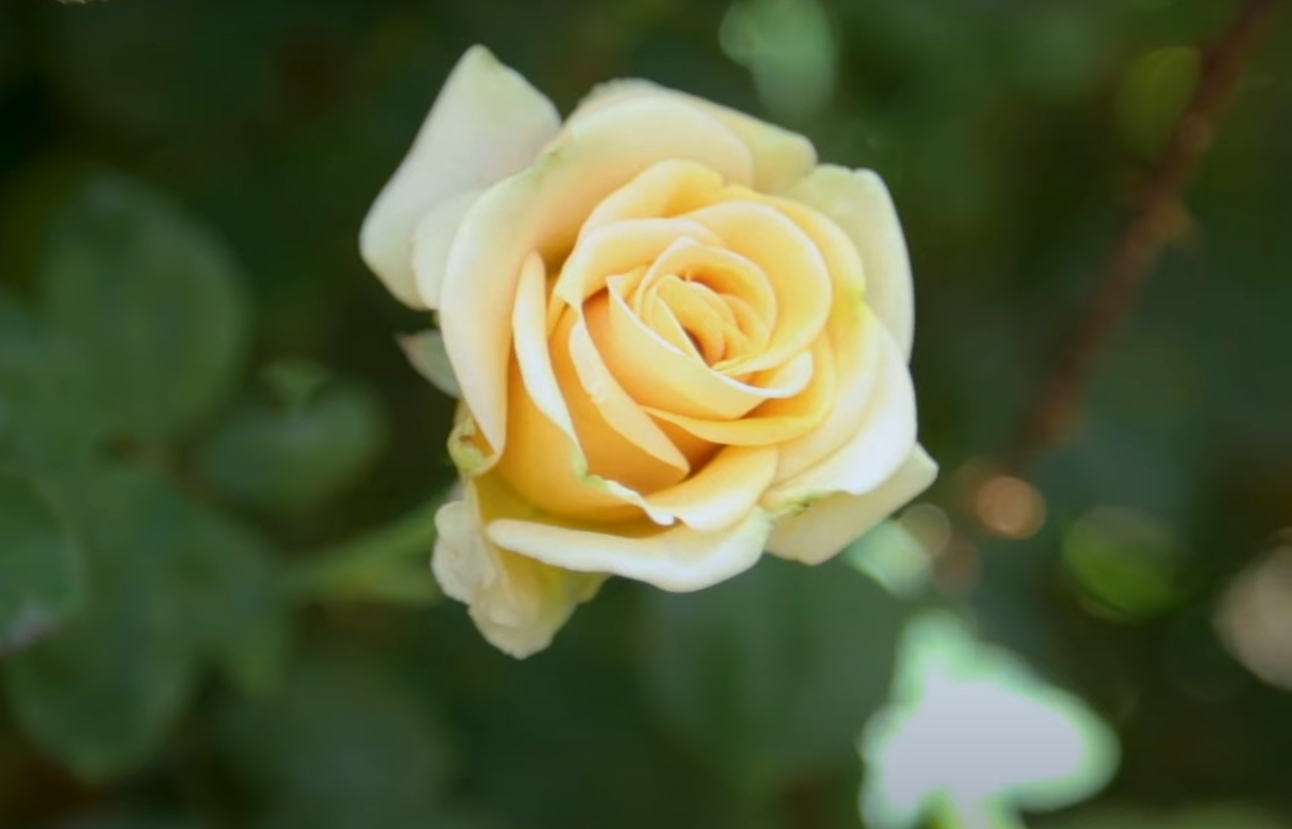 When to Fertilize Knockout Roses? GardenProfy