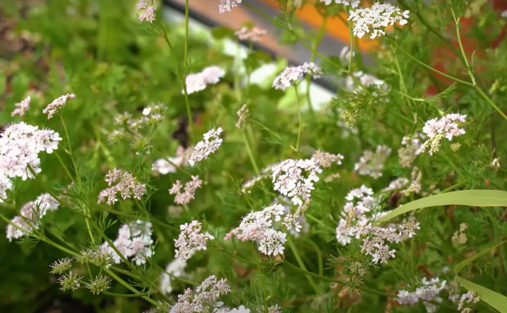 Nutritional Value of Cilantro