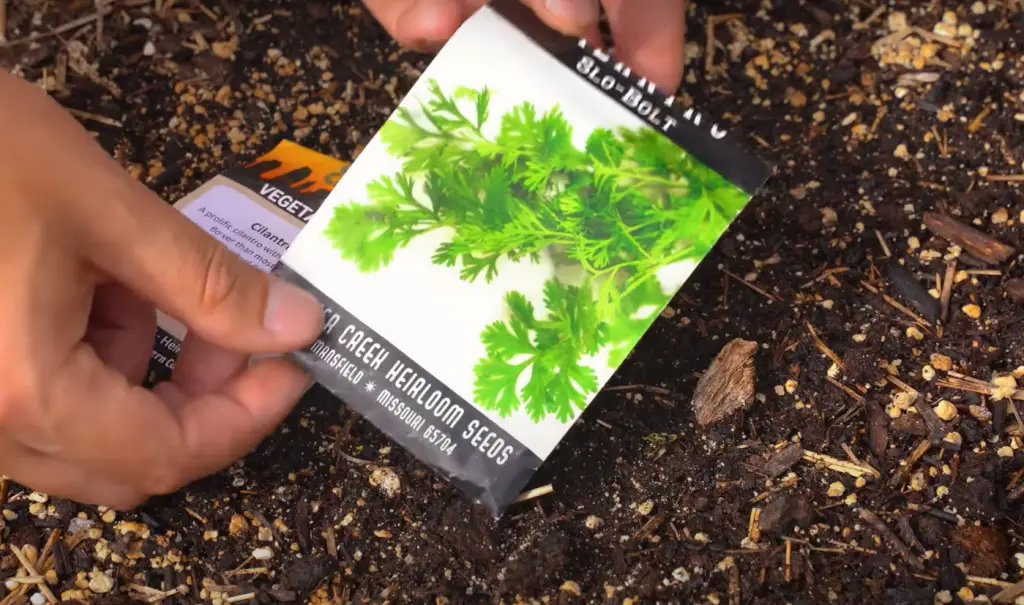 Different Methods of Preserving Cilantro for Long-Term Storage