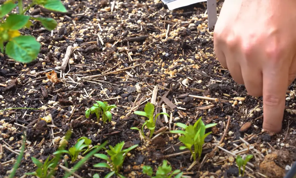 The Benefits of Growing Your Own Cilantro at Home