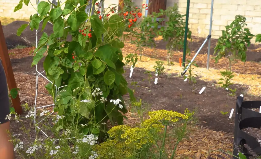 When to Harvest Cilantro?