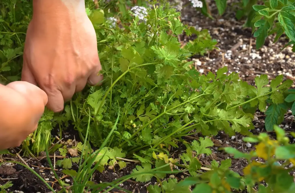 How Long Does it Take to Grow a Plant from Seed to Maturity?