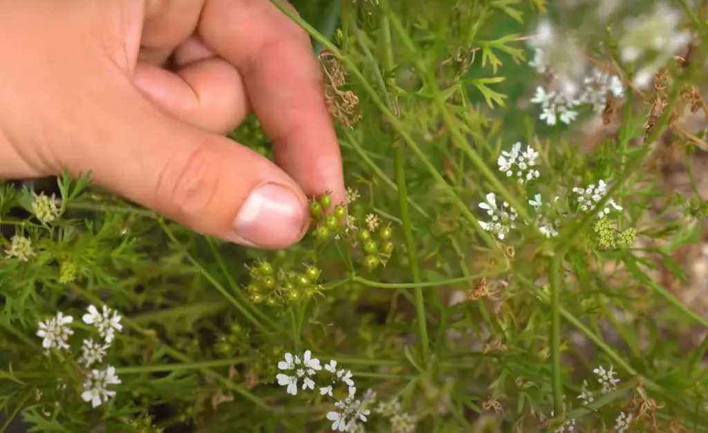 How often should I harvest my cilantro?