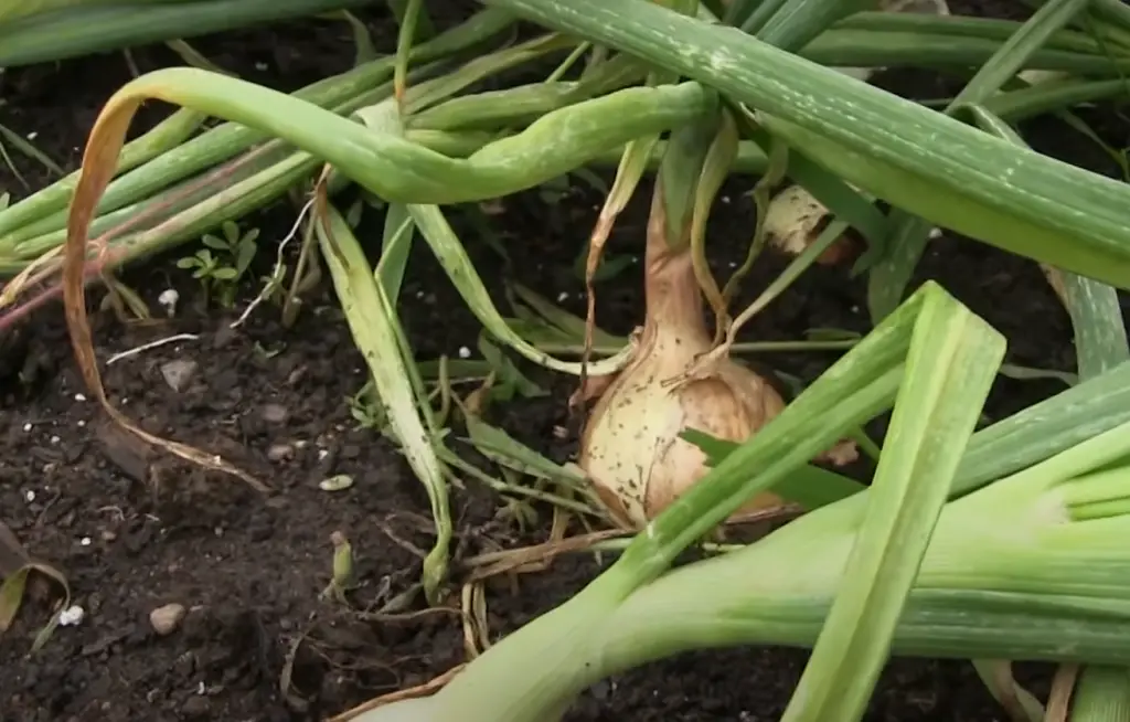 What is the best way to harvest onions?