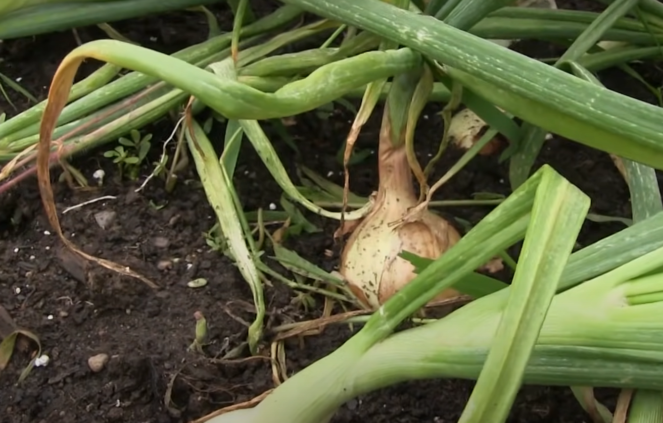 When to Harvest Onions? GardenProfy