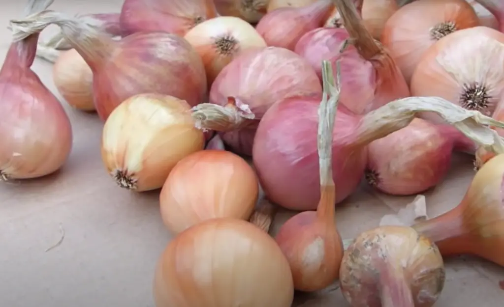 Are harvested onions edible right away?