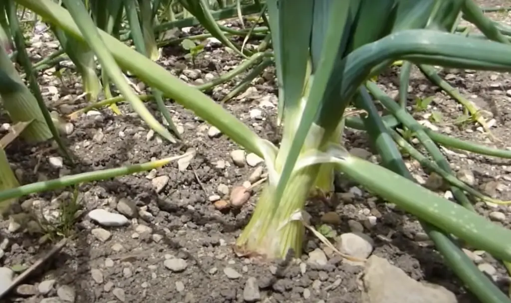 Do onions need to be cured before storing?