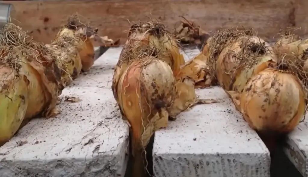 Drying and Storing Onion Bulbs