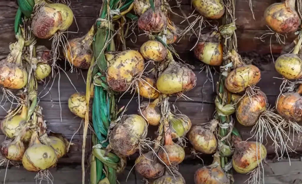 How long do onions need to grow before you pull them?