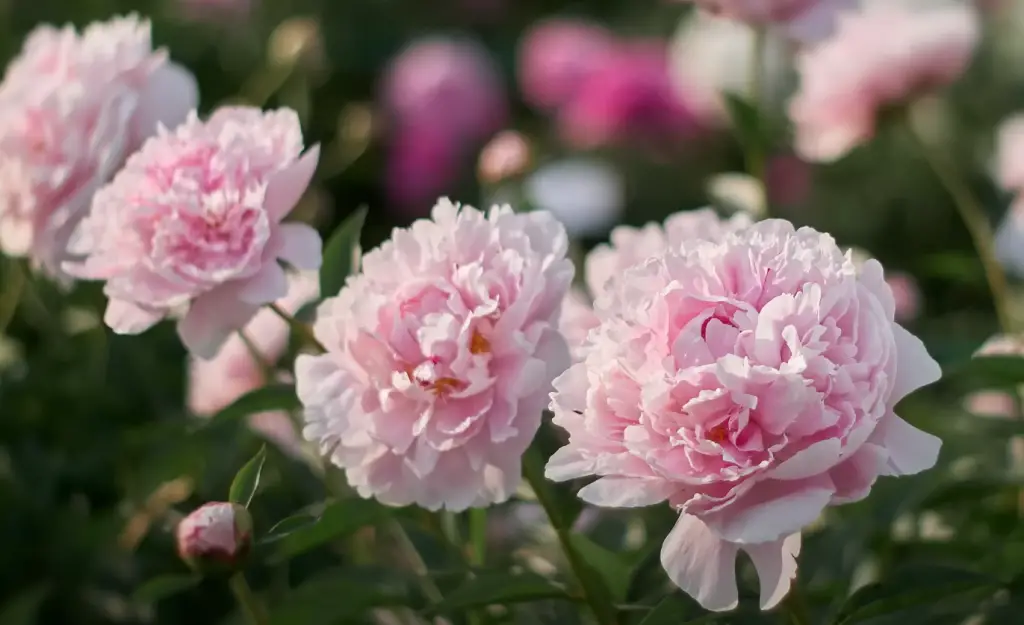 How to Divide Peonies