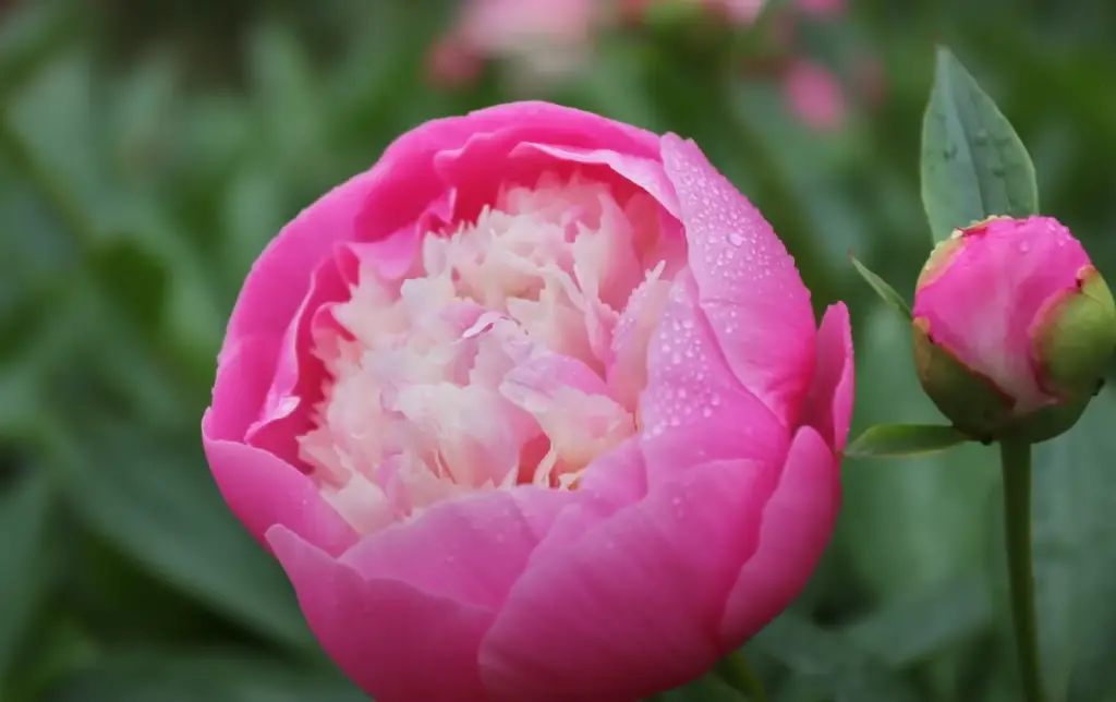 Where do peonies grow the best?